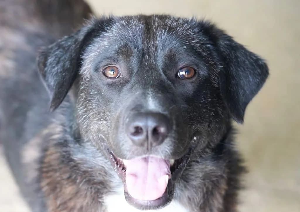 Chubby, black, white male young Mixed Breed for adoption at The Dog Rose), Dogrose