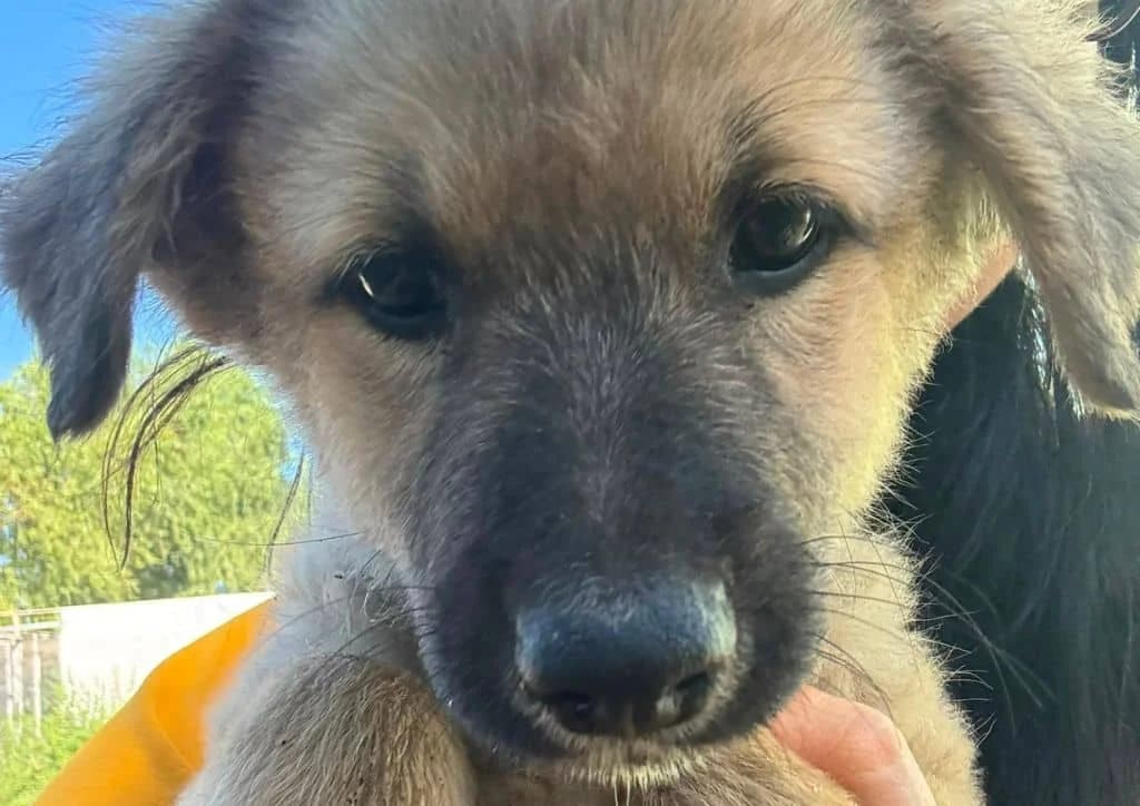Churro, brown male puppy Mixed Breed for adoption at The Dog Rose), Dogrose