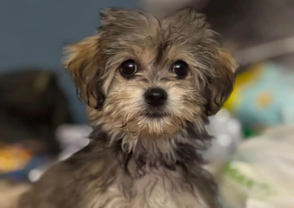 Daisy, female puppy Mixed Breed for adoption at The Dog Rose), Dogrose