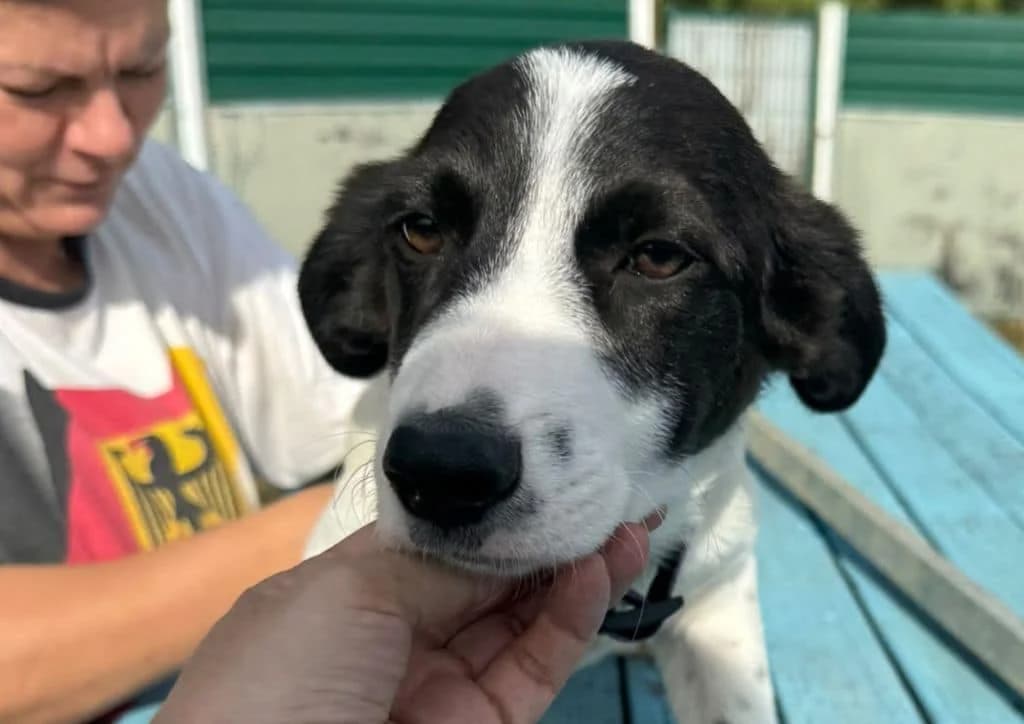 Dalmo, black, white male puppy Mixed Breed for adoption at The Dog Rose), Dogrose