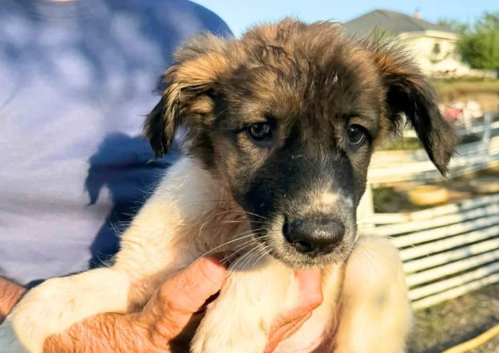 Dino, brown, white male puppy Mixed Breed for adoption at The Dog Rose), Dogrose