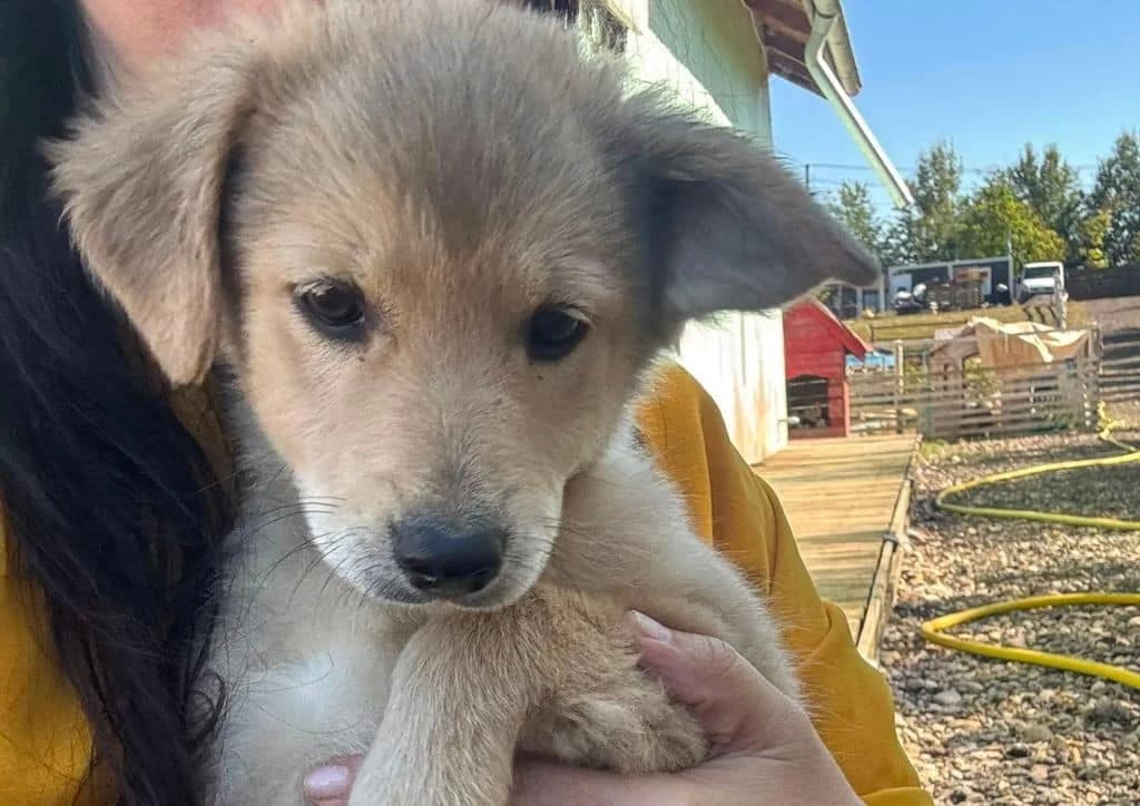 Fabie, beige female puppy Mixed Breed for adoption at The Dog Rose), Dogrose