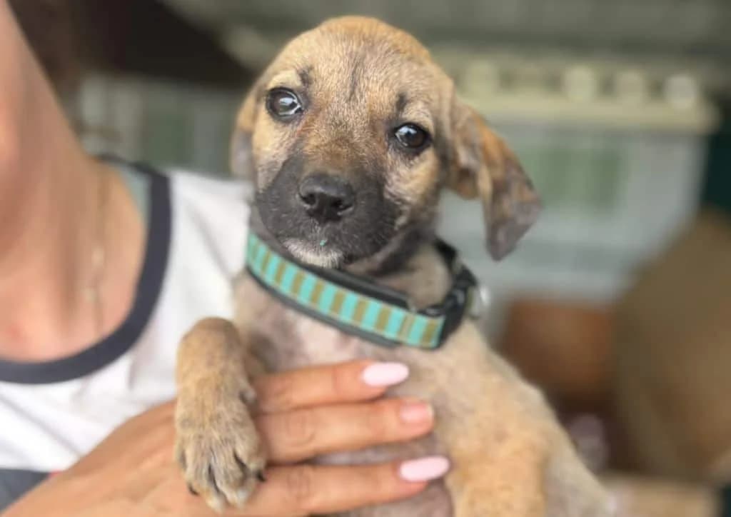 Fifi, beige female puppy Mixed Breed for adoption at The Dog Rose), Dogrose
