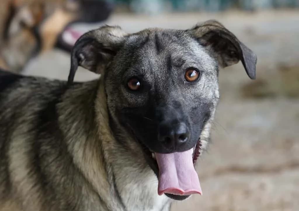 Franky, beige male young Mixed Breed for adoption at The Dog Rose), Dogrose