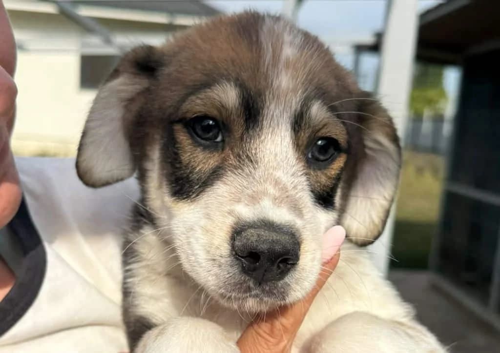 Gyro, brown, white male puppy Mixed Breed for adoption at The Dog Rose), Dogrose