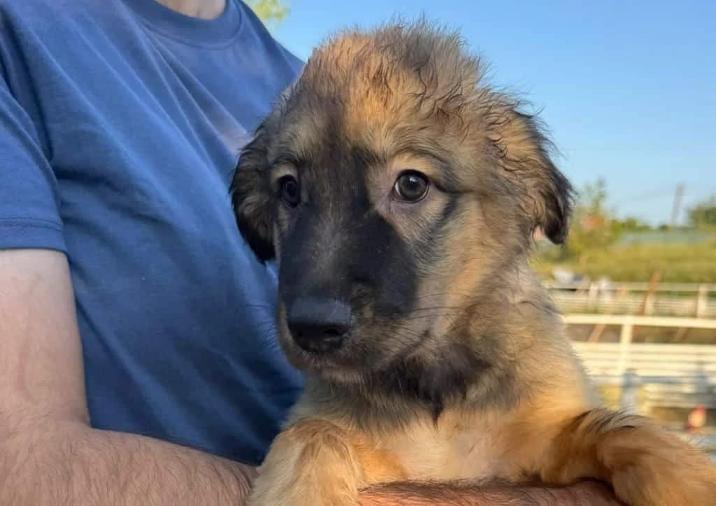 Hagi, brown, white male puppy Mixed Breed for adoption at The Dog Rose), Dogrose