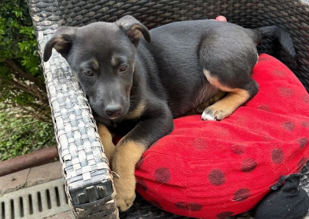 Happy, black, white, brown male puppy Mixed Breed for adoption at The Dog Rose), Dogrose