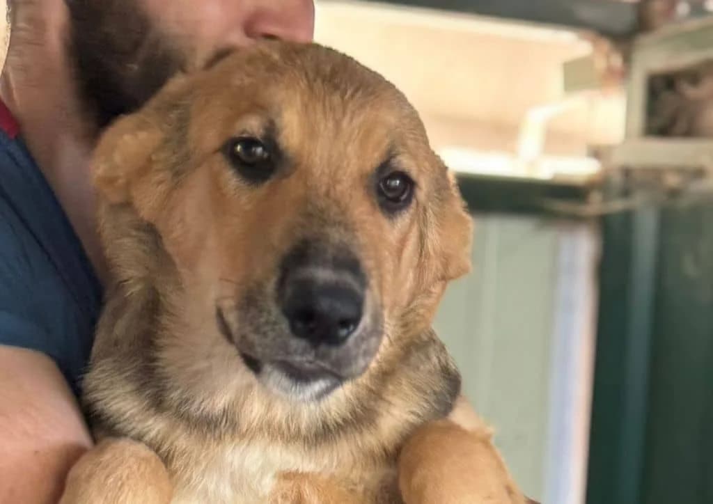 Harvey, beige, grey male puppy Mixed Breed for adoption at The Dog Rose), Dogrose