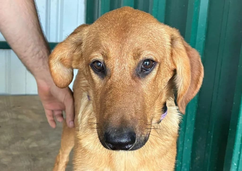 Hope, brown female puppy Mixed Breed for adoption at The Dog Rose), Dogrose