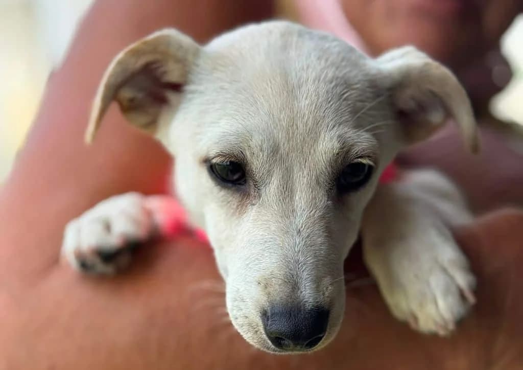 Isabela, beige female puppy Mixed Breed for adoption at The Dog Rose), Dogrose