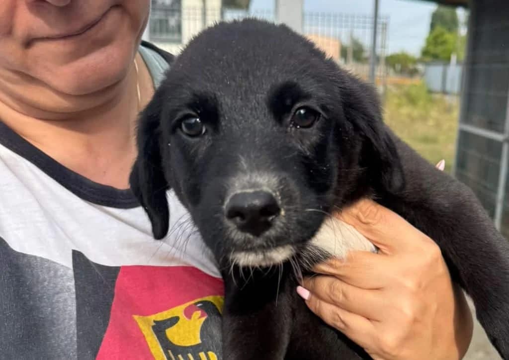 Jackson, black, white male puppy Mixed Breed for adoption at The Dog Rose), Dogrose