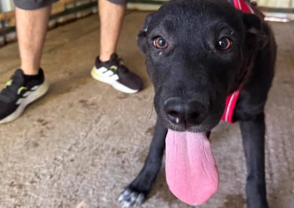 Jax, black, white male puppy Mixed Breed for adoption at The Dog Rose), Dogrose