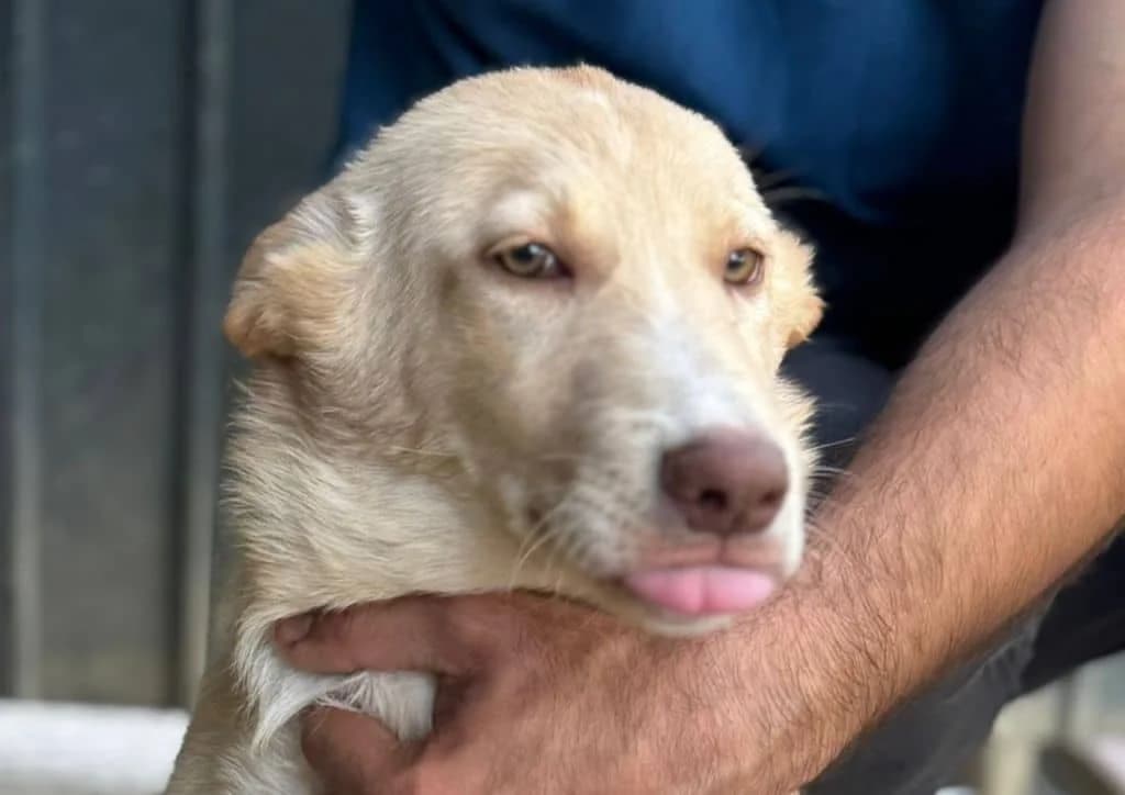 Jenny, beige female puppy Mixed Breed for adoption at The Dog Rose), Dogrose