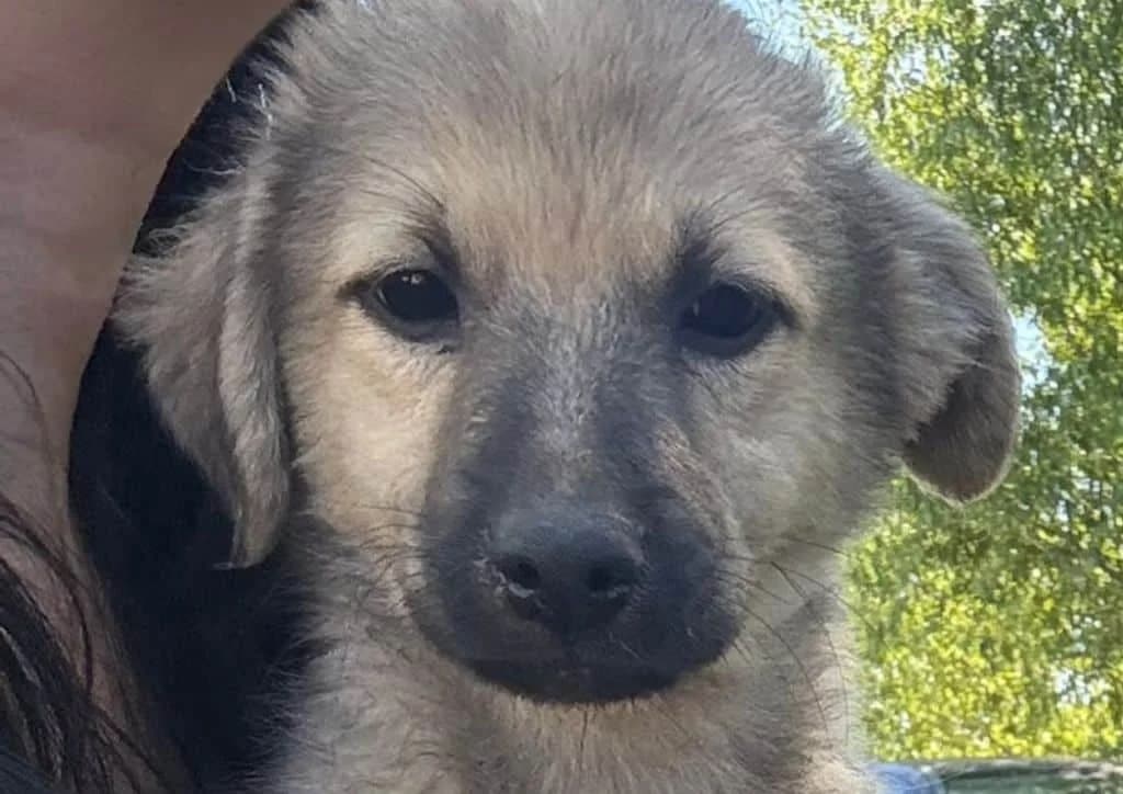 Karisma, beige, brown female puppy Mixed Breed for adoption at The Dog Rose), Dogrose