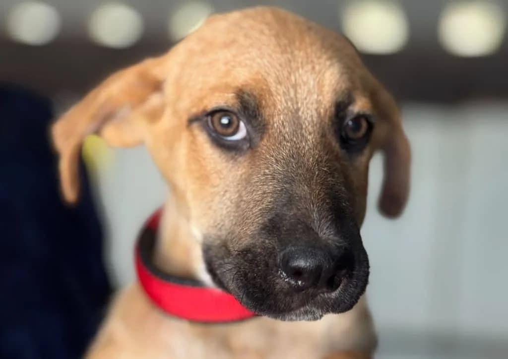 Kaya, brown female puppy Mixed Breed for adoption at The Dog Rose), Dogrose