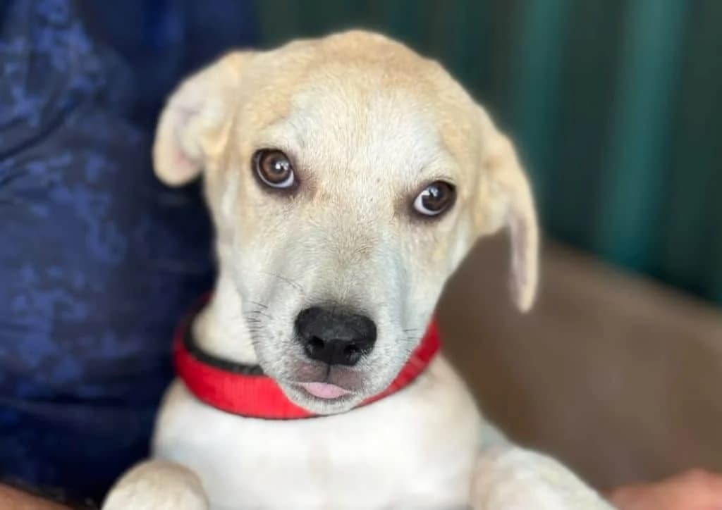 Linda, beige female puppy Mixed Breed for adoption at The Dog Rose), Dogrose