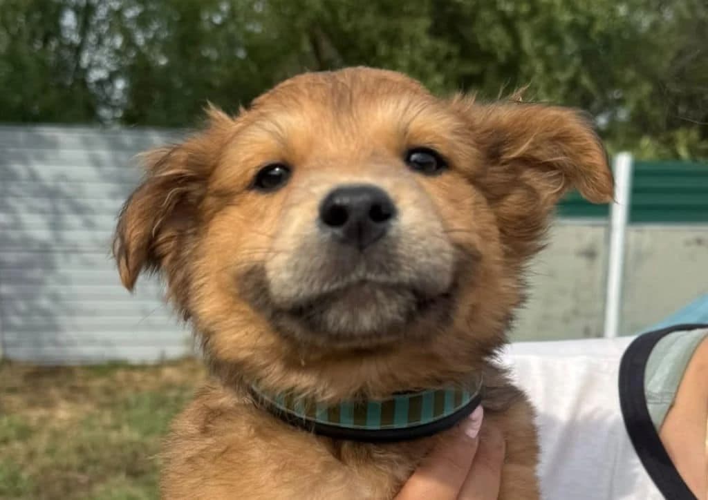 Masha, beige, brown female puppy Mixed Breed for adoption at The Dog Rose), Dogrose