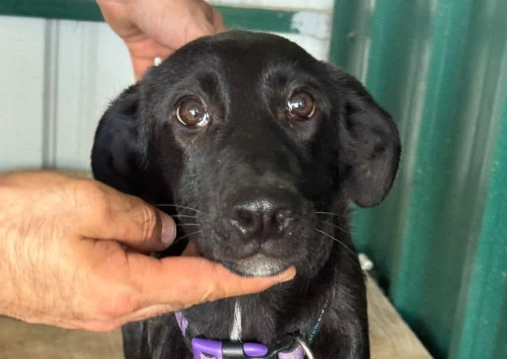 Maytreyi, black, white female puppy Mixed Breed for adoption at The Dog Rose), Dogrose