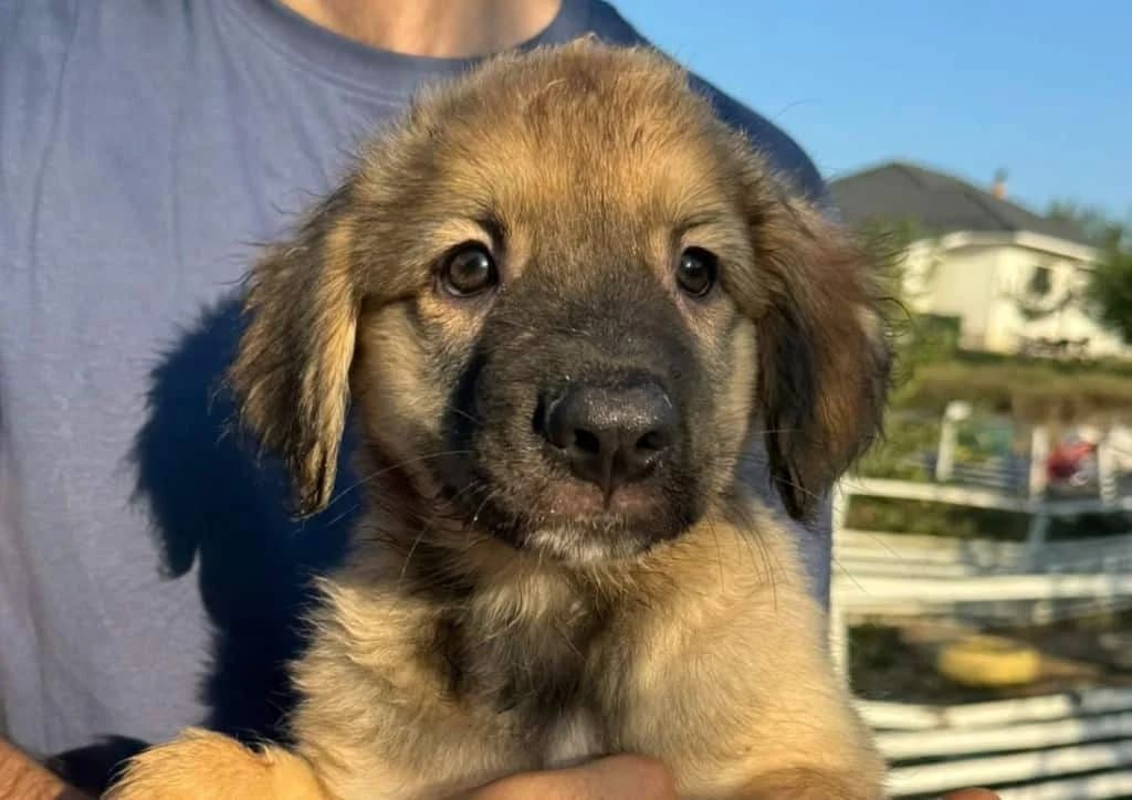 Messi, brown, white male puppy Mixed Breed for adoption at The Dog Rose), Dogrose
