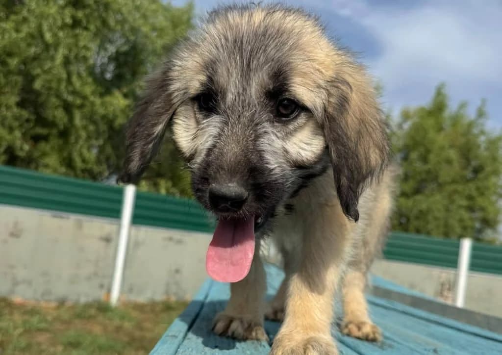 Mimy, beige female puppy Mixed Breed for adoption at The Dog Rose), Dogrose