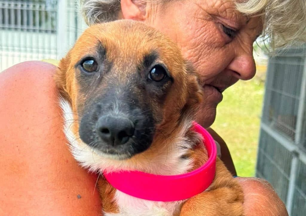Mirabel, brown, white female puppy Mixed Breed for adoption at The Dog Rose), Dogrose