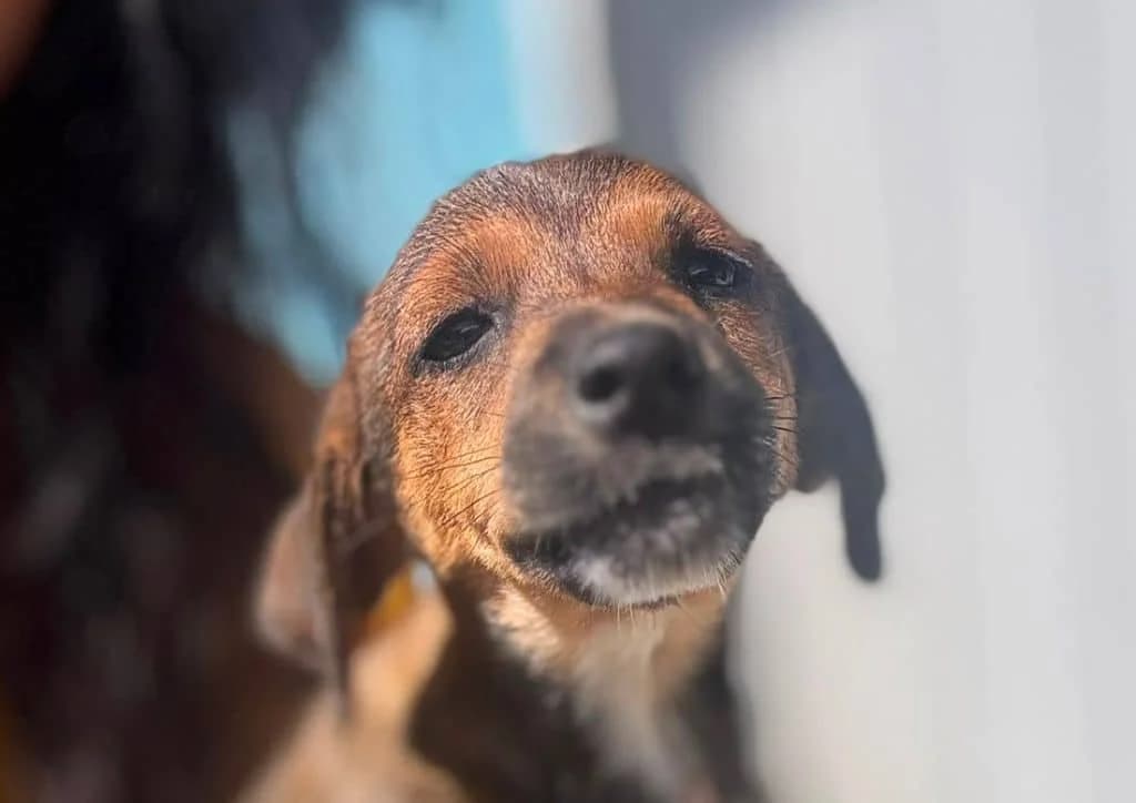 Moussy, brown, white, black male puppy Mixed Breed for adoption at The Dog Rose), Dogrose