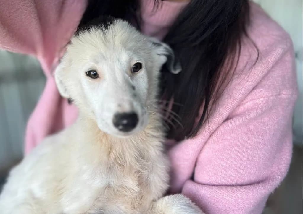 Mozarella, white, black female puppy Mixed Breed for adoption at The Dog Rose), Dogrose