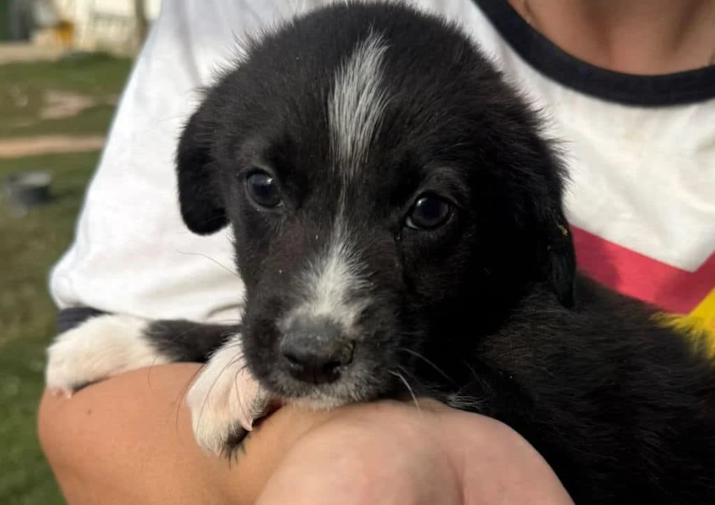 Nugget, black, white male puppy Mixed Breed for adoption at The Dog Rose), Dogrose