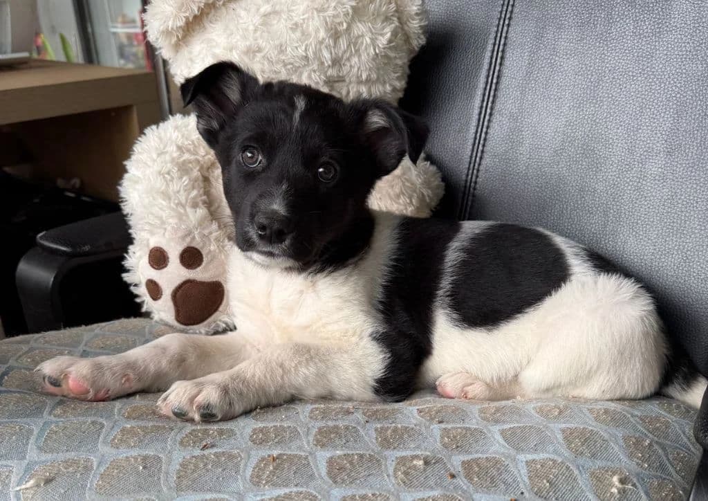 Oreon, black, white male puppy Mixed Breed for adoption at The Dog Rose), Dogrose