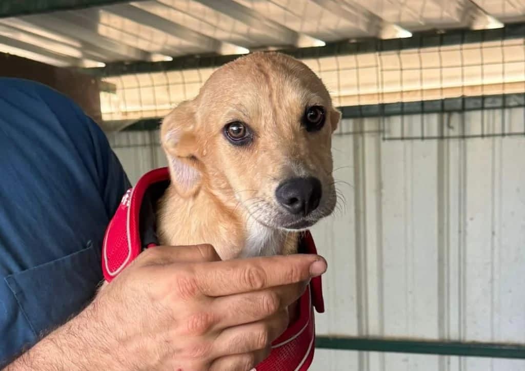 Pancake, brown, white female puppy Mixed Breed for adoption at The Dog Rose), Dogrose