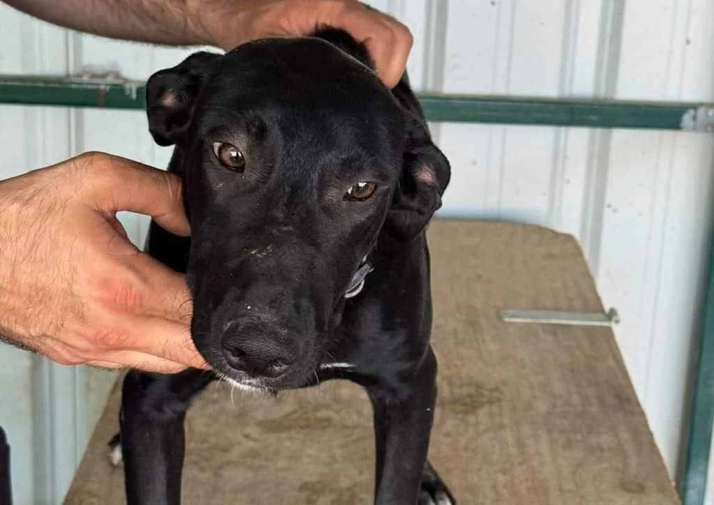 Pepper, black, white female puppy Mixed Breed for adoption at The Dog Rose), Dogrose