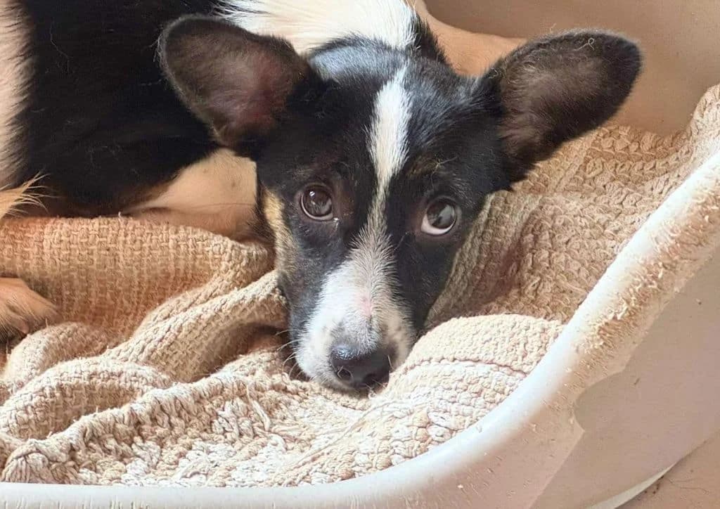 Pickie, white, beige, black female puppy Mixed Breed for adoption at The Dog Rose), Dogrose