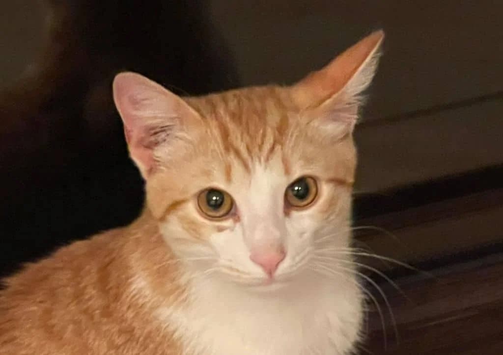 Piper, white, orange, tabby male young Mixed Breed for adoption at The Dog Rose), Dogrose