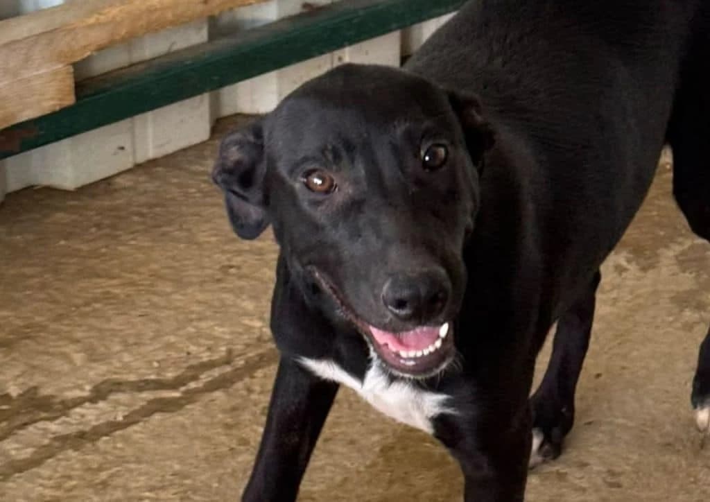 Pixie, black, white female puppy Mixed Breed for adoption at The Dog Rose), Dogrose