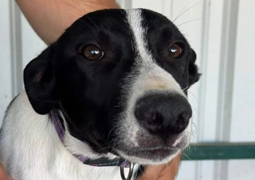 Puffin, black, white female puppy Mixed Breed for adoption at The Dog Rose), Dogrose