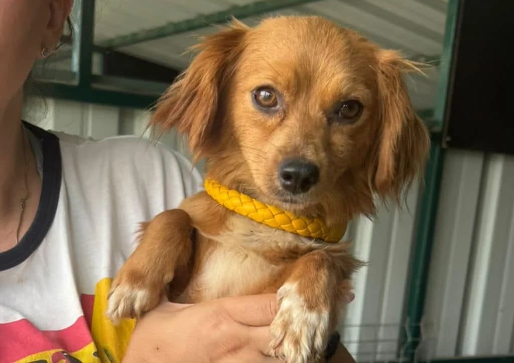 Pumpkin, brown, white female young Mixed Breed for adoption at The Dog Rose), Dogrose