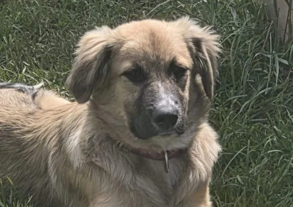 Ranchito, brown, beige male puppy Mixed Breed for adoption at The Dog Rose), Dogrose