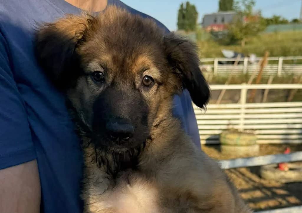 Ronaldino, brown, white male puppy Mixed Breed for adoption at The Dog Rose), Dogrose