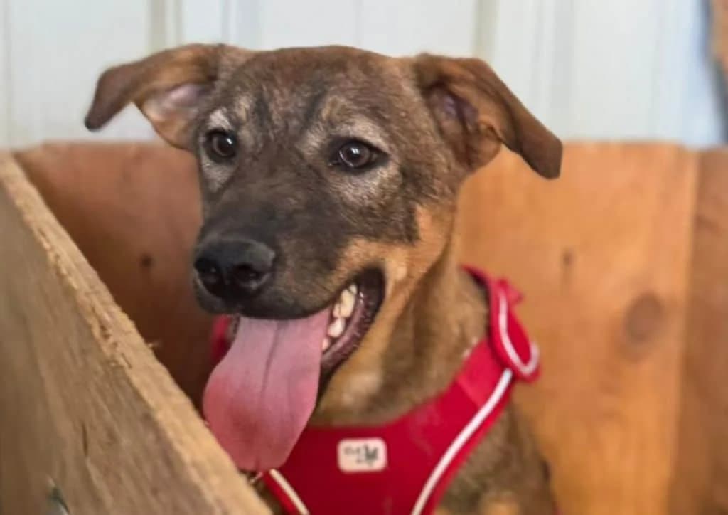 Roo, brown male puppy Mixed Breed for adoption at The Dog Rose), Dogrose