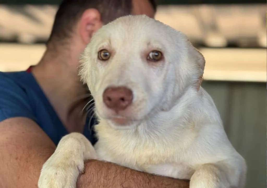 Sabrina, beige female puppy Mixed Breed for adoption at The Dog Rose), Dogrose
