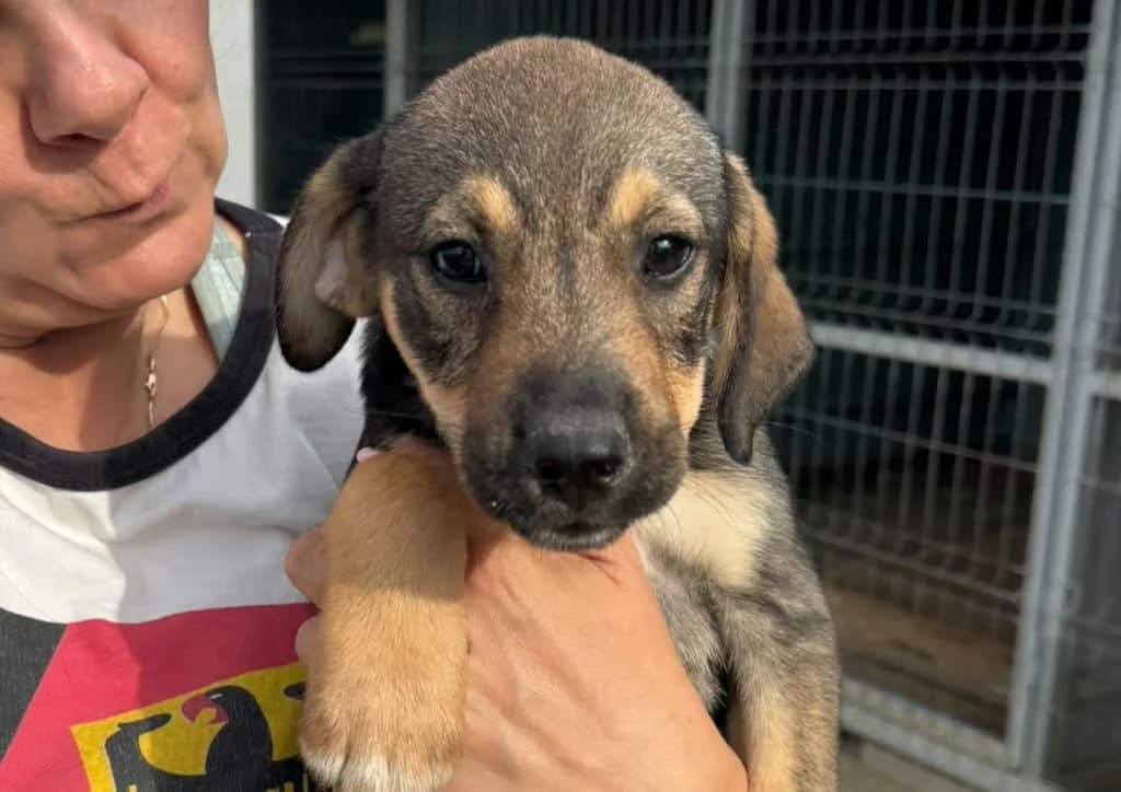 Samba, brown, beige female puppy Mixed Breed for adoption at The Dog Rose), Dogrose