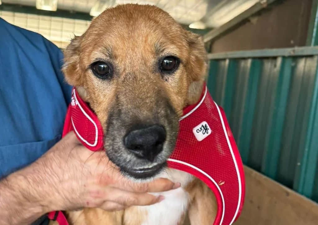 Socks, brown, white male puppy Mixed Breed for adoption at The Dog Rose), Dogrose