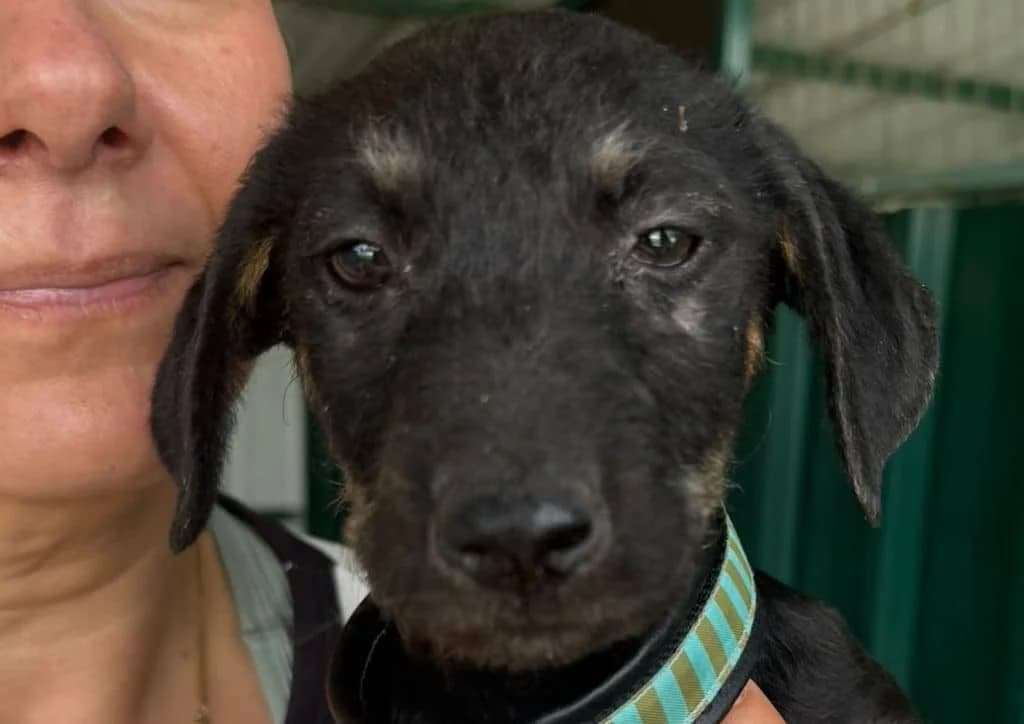 Spaghetti, black, brown female puppy Mixed Breed for adoption at The Dog Rose), Dogrose