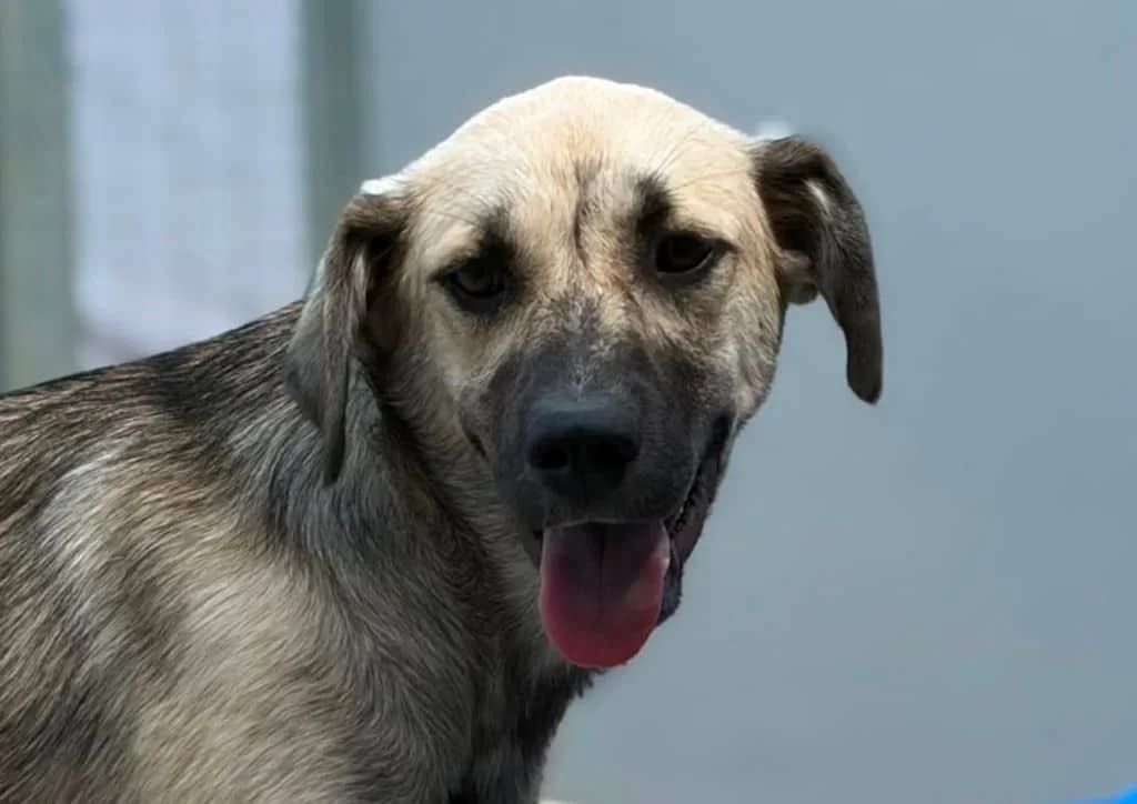 Starlet, brown female puppy Mixed Breed for adoption at The Dog Rose), Dogrose