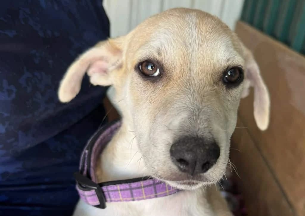 Taylor, beige female puppy Mixed Breed for adoption at The Dog Rose), Dogrose