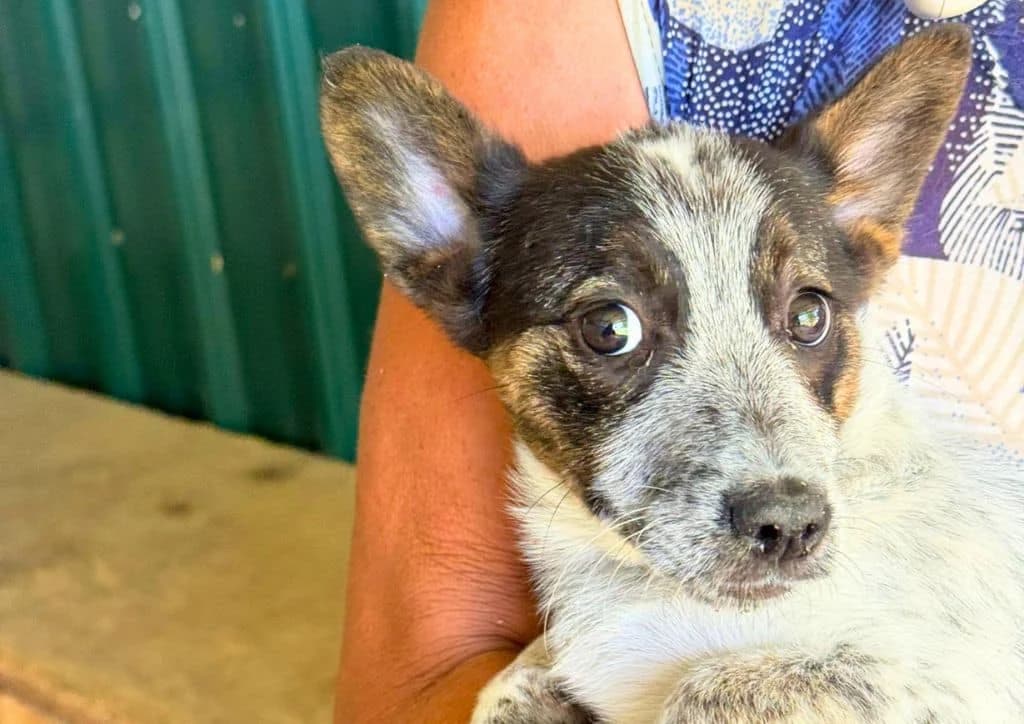 Tazy, white, beige, black female puppy Mixed Breed for adoption at The Dog Rose), Dogrose