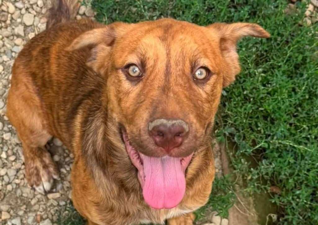 Tiger Lilly, brown female puppy Mixed Breed for adoption at The Dog Rose), Dogrose