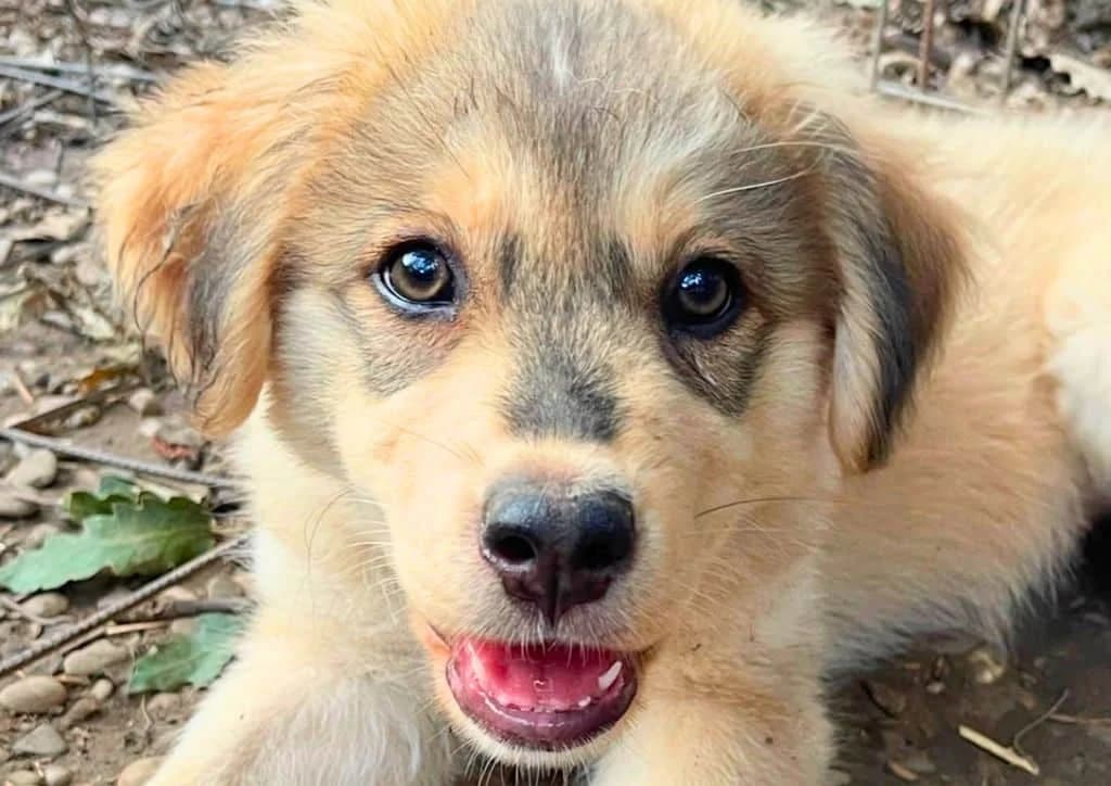 Tiny, beige, brown female puppy Mixed Breed for adoption at The Dog Rose), Dogrose
