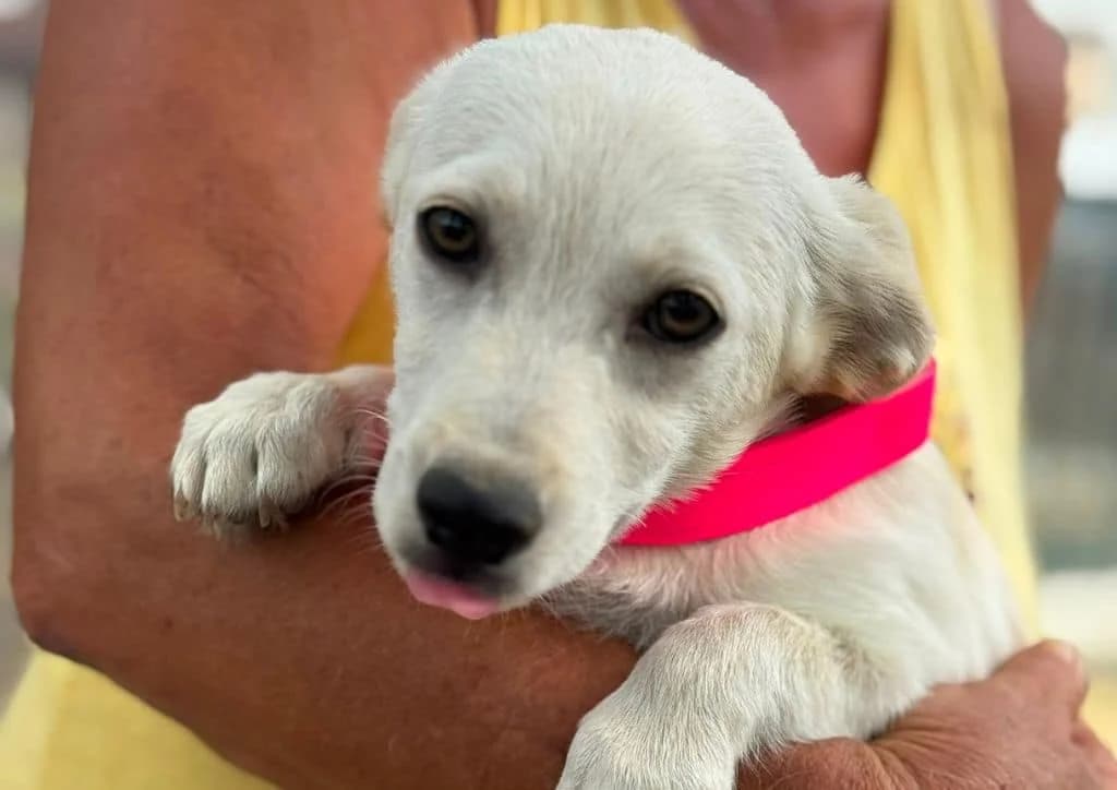 Tofu, white male puppy Mixed Breed for adoption at The Dog Rose), Dogrose