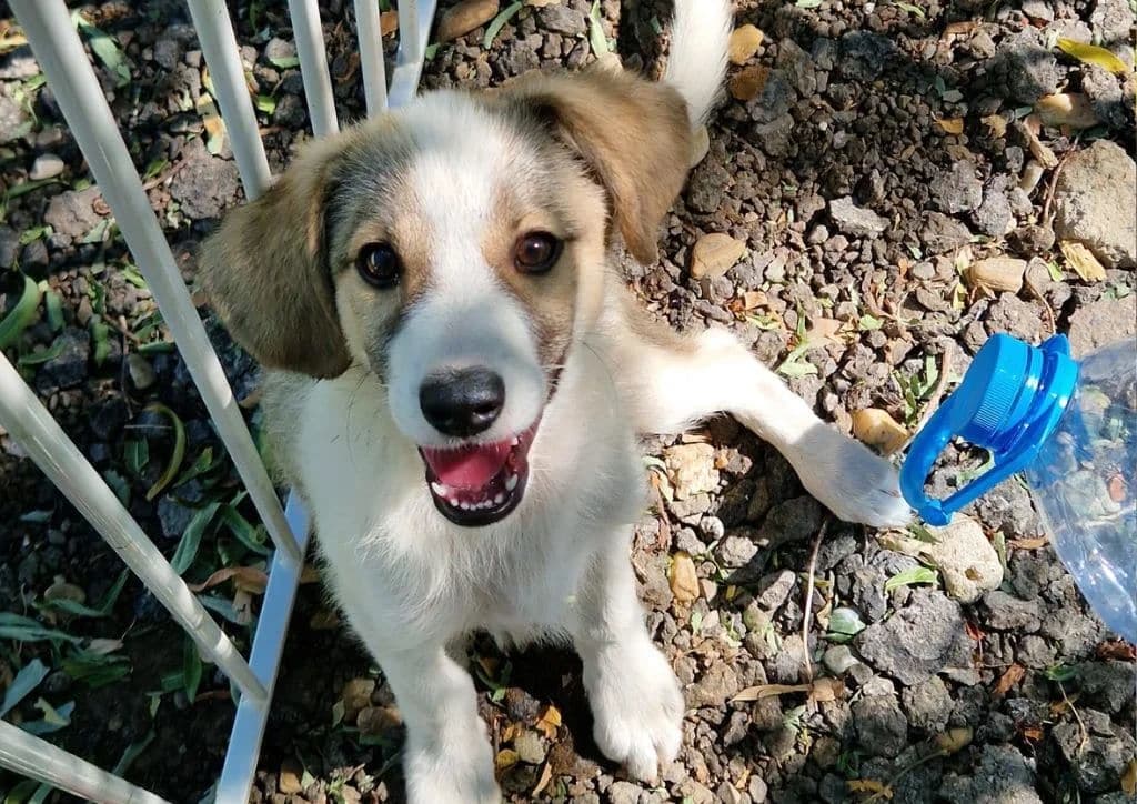 Tony, white, brown male puppy Mixed Breed for adoption at The Dog Rose), Dogrose